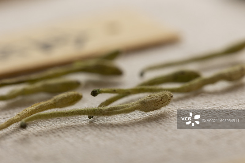 中药材金银花图片素材