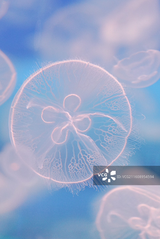 上海海昌海洋公园 水母图片素材