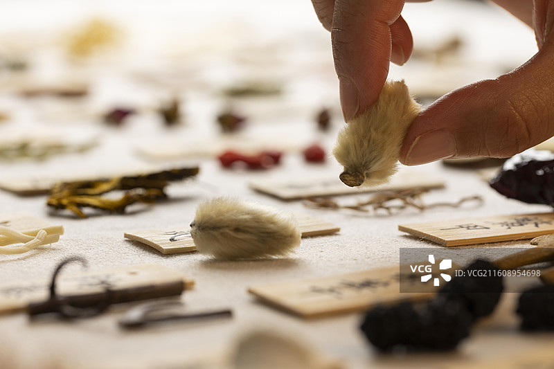 手拿中药材辛夷特写图片素材