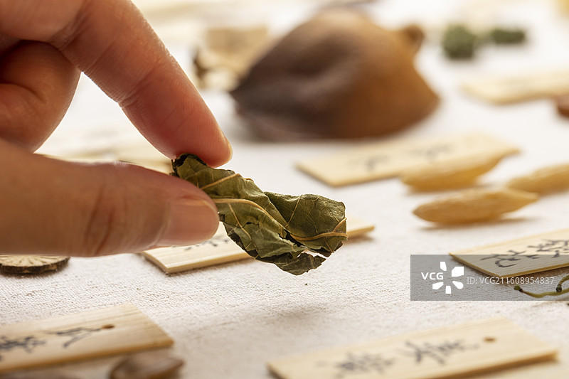 手拿中药材桑叶特写图片素材
