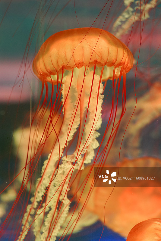 上海海昌海洋公园 水母图片素材