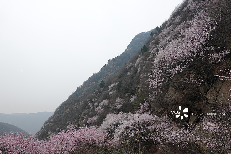 陕西省西安市蓝田县九间房镇秦岭三凤山桃花沟桃花盛开图片素材