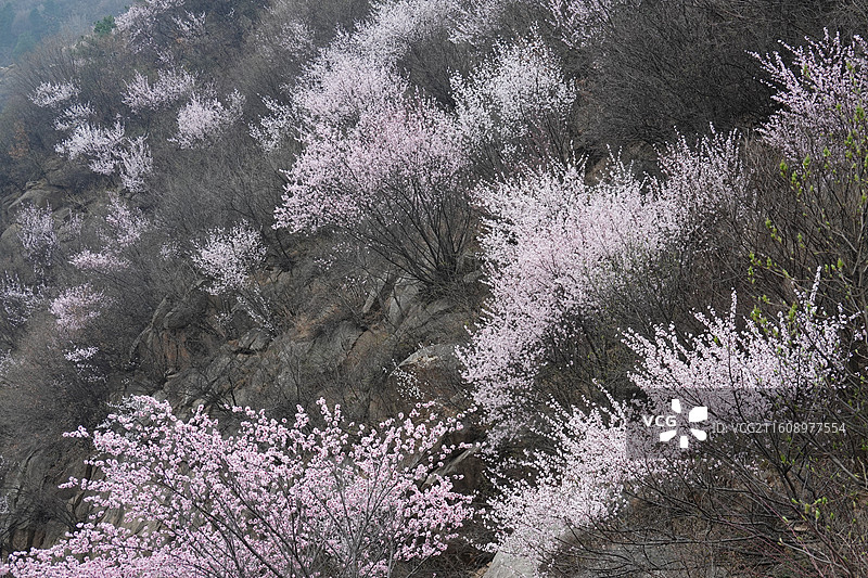 陕西省西安市蓝田县九间房镇秦岭三凤山桃花沟桃花盛开图片素材