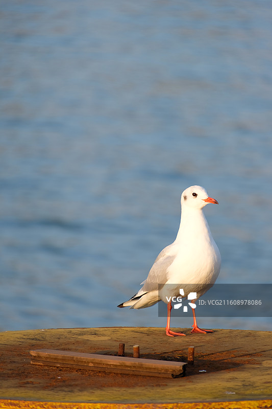 白色海鸥特写摄影 橙红喙腿醒目 站黄色边缘码头结构 模糊蓝水域背景宁静柔和素材图片素材