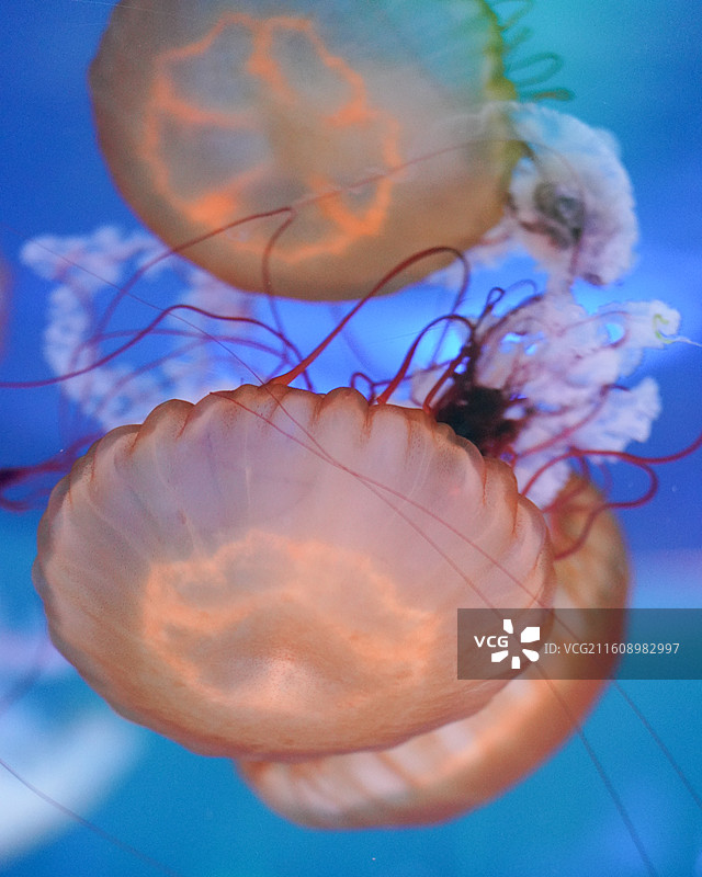 上海海昌海洋公园 水母图片素材