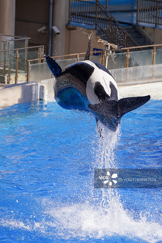 上海海昌海洋公园 虎鲸图片素材