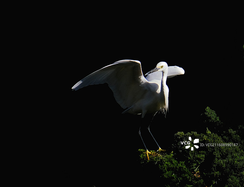 昆明暖冬大观河畔绿树枝头白鹭嬉戏图片素材
