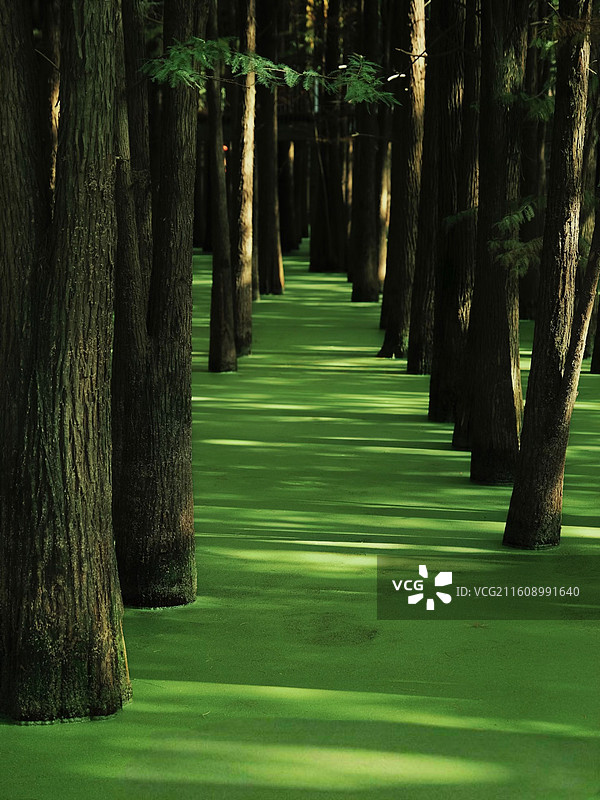 光之长廊：青山湖水杉林中的斑驳光影与幽深小径图片素材