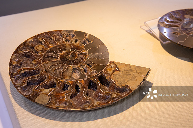 深圳大鹏半岛国家地质公园博物馆菊石化石图片素材