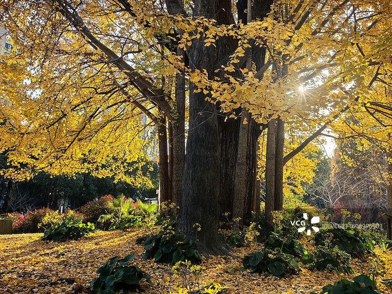 上海泾南公园银杏树图片素材