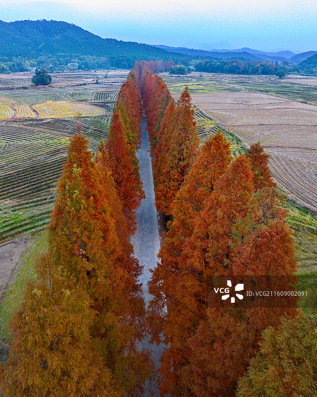 江西抚州金溪县农村公路，火红的水杉树叶，四好农村路、路域环境，农村交通基础设施建设，促进了乡村振兴。图片素材