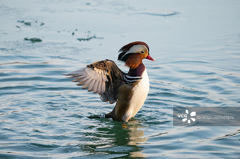 逐渐结冰的水面上的鸳鸯图片素材
