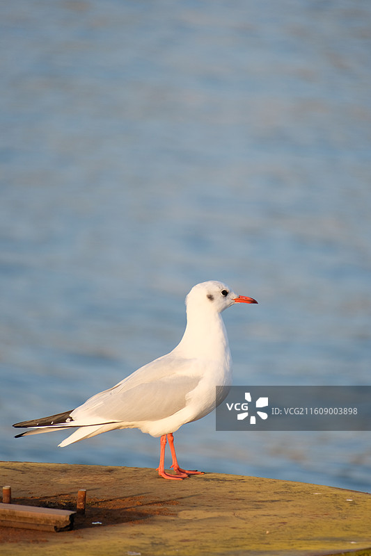 白色海鸥特写摄影 橙红喙腿醒目 站黄色边缘码头结构 模糊蓝水域背景宁静柔和素材图片素材