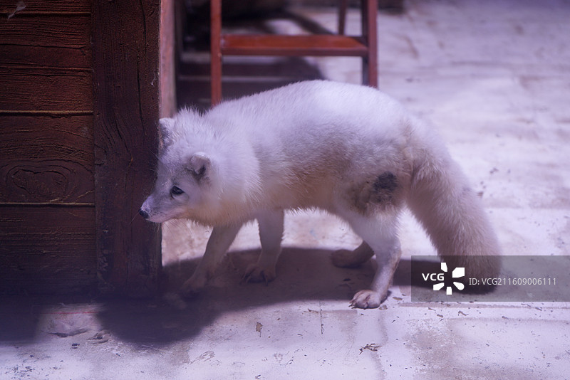 上海海昌海洋公园 北极狐图片素材