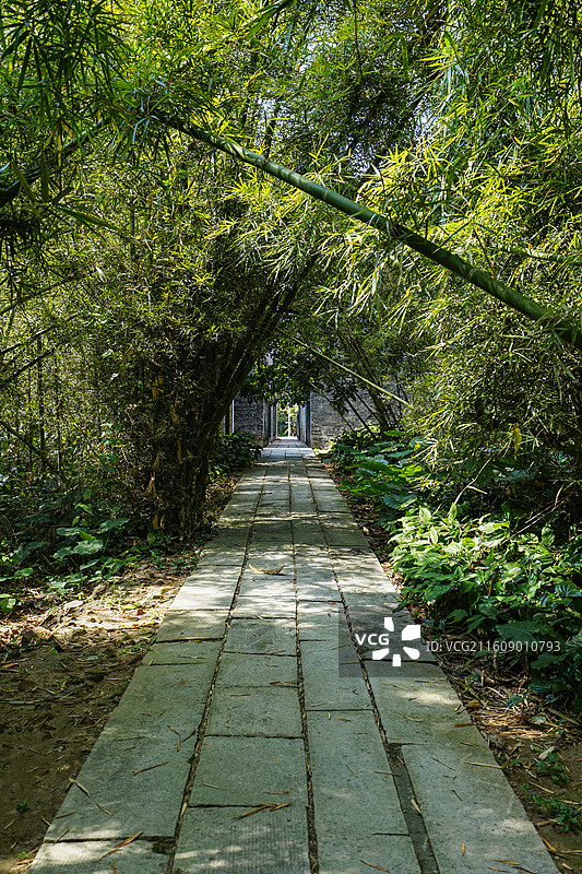 广东开平，马降龙村，竹林间的小径图片素材