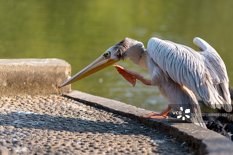 白鹈鹕的无影脚图片素材
