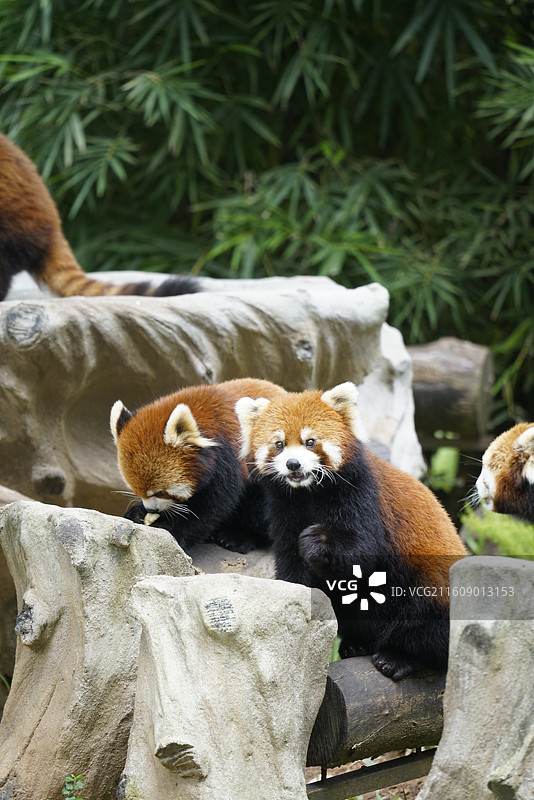 岩石木桩上的小熊猫红熊猫吃东西特写镜头图片素材