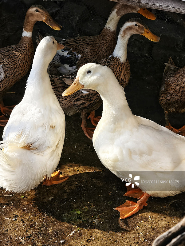家禽圈养的鸭子图片素材