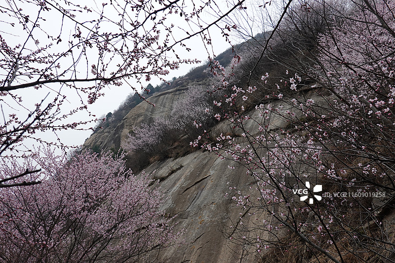陕西省西安市蓝田县九间房镇秦岭三凤山桃花沟桃花盛开图片素材