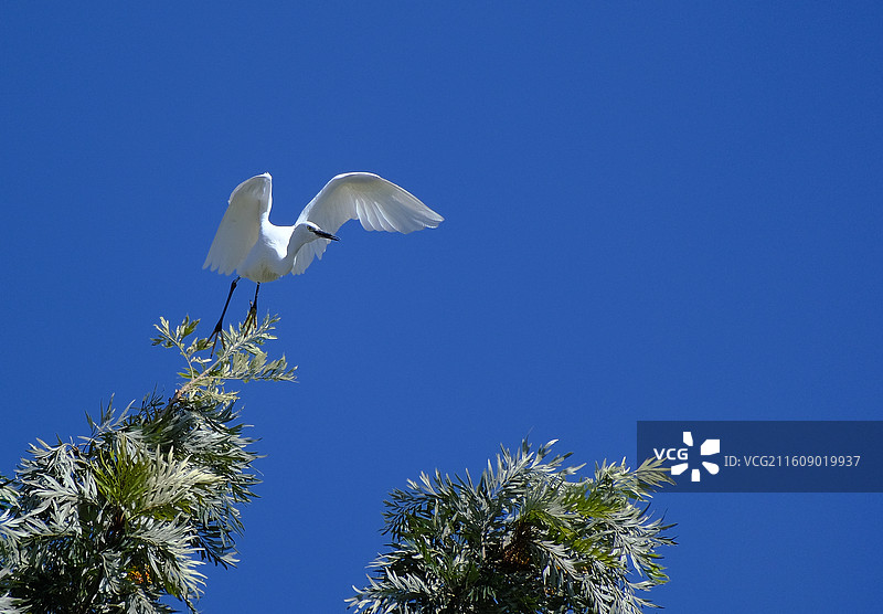 昆明暖冬大观河畔绿树枝头白鹭嬉戏图片素材