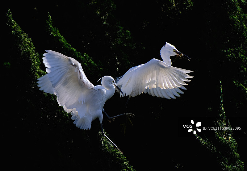 昆明暖冬大观河畔绿树枝头白鹭嬉戏图片素材