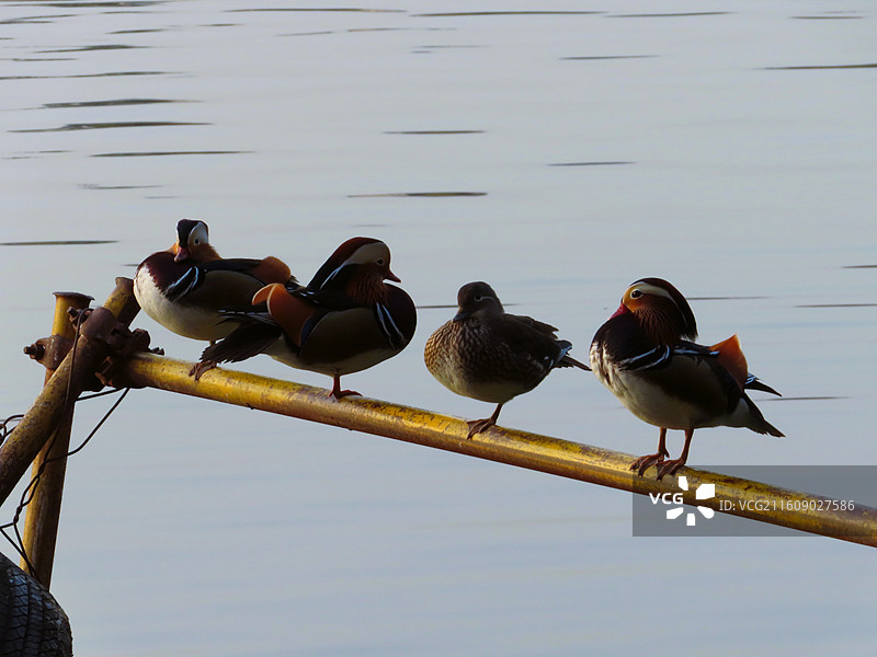 北京市 北海公园 午后湖面上站立一排休息的鸳鸯水鸟 冬季湖面图片素材
