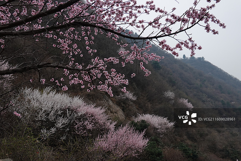 陕西省西安市蓝田县九间房镇秦岭三凤山桃花沟桃花盛开图片素材