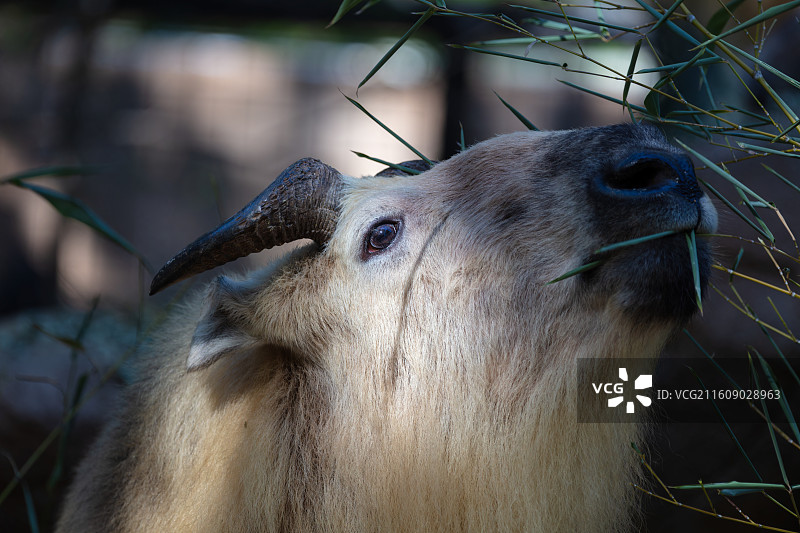 一只扭角羚特写图片素材