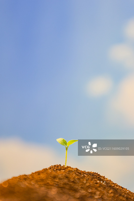 春天从土壤中长出的种子绿芽嫩芽破土生长图片素材