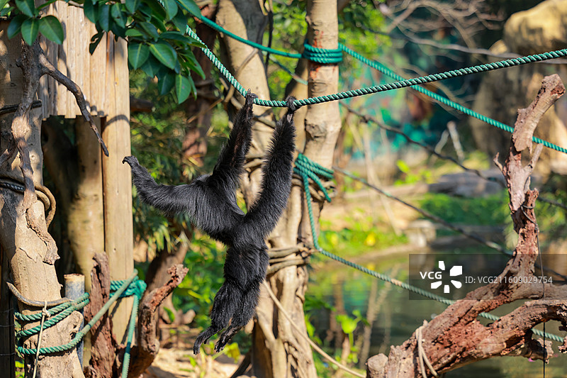 利用尾巴飞跃的黑蜘蛛猴抓拍图片素材