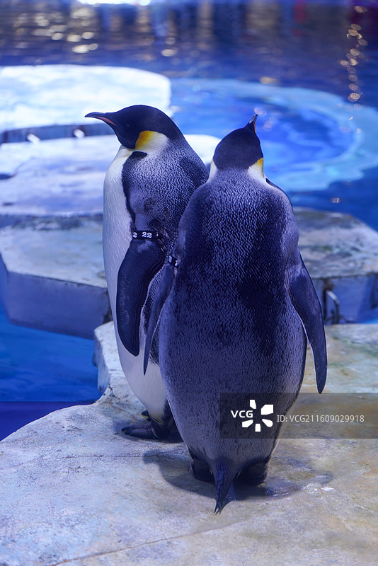 上海海昌海洋公园 企鹅图片素材