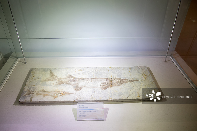 深圳大鹏半岛国家地质公园博物馆原白鲟化石图片素材