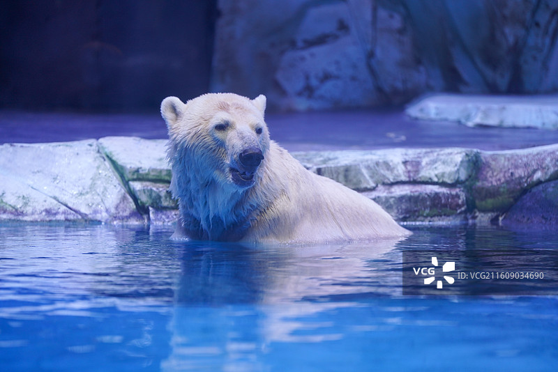 上海海昌海洋公园 北极熊图片素材