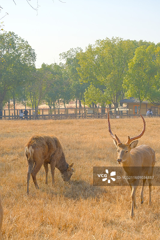 良渚古城遗址公园图片素材
