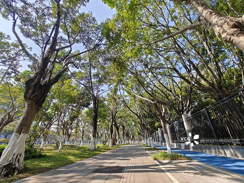 广州大学城广工校区外树下路道图片素材
