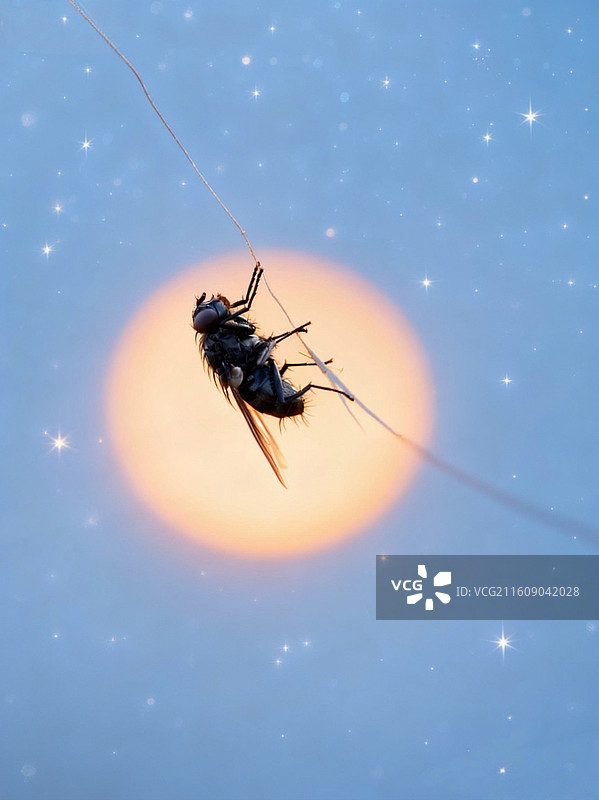 悬丝上的舞者图片素材