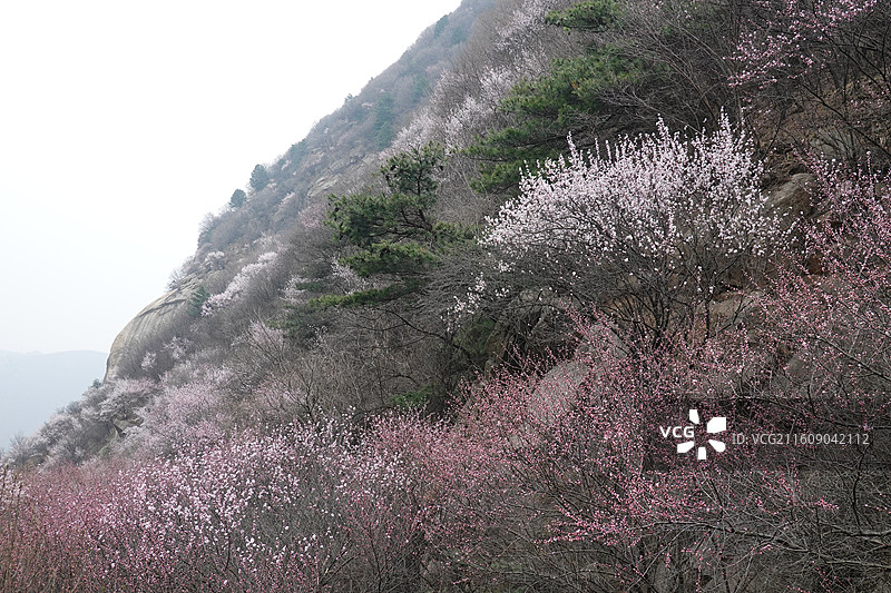 陕西省西安市蓝田县九间房镇秦岭三凤山桃花沟桃花盛开图片素材