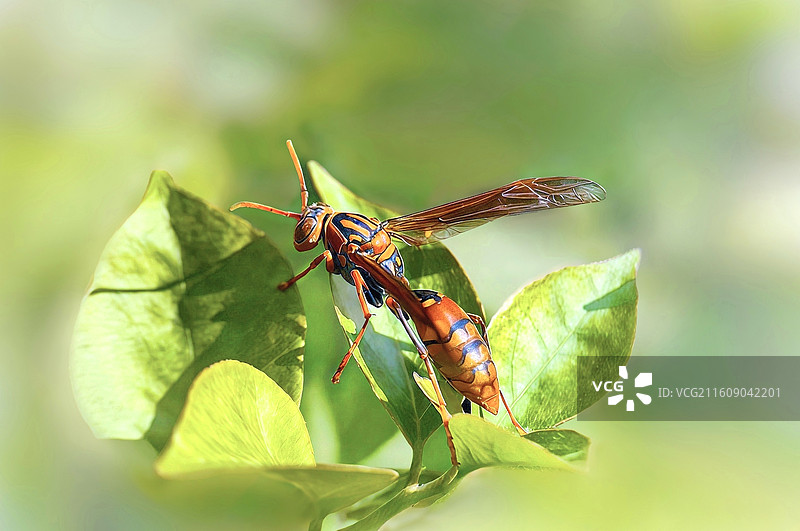 冬日暖阳.虎头蜂图片素材