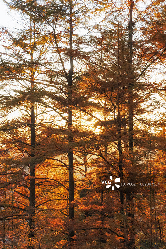 安吉九亩村金钱松清晨阳光森林图片素材