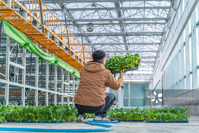 科技温室大棚  育苗工厂  乌鲁木齐图片素材