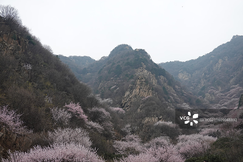 陕西省西安市蓝田县九间房镇秦岭三凤山桃花沟桃花盛开图片素材