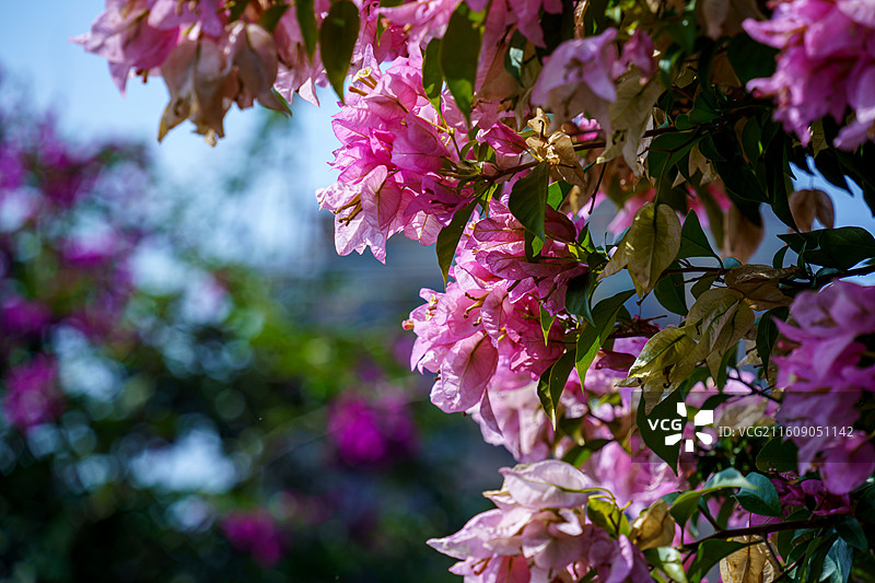 色彩缤纷的三角梅图片图片素材