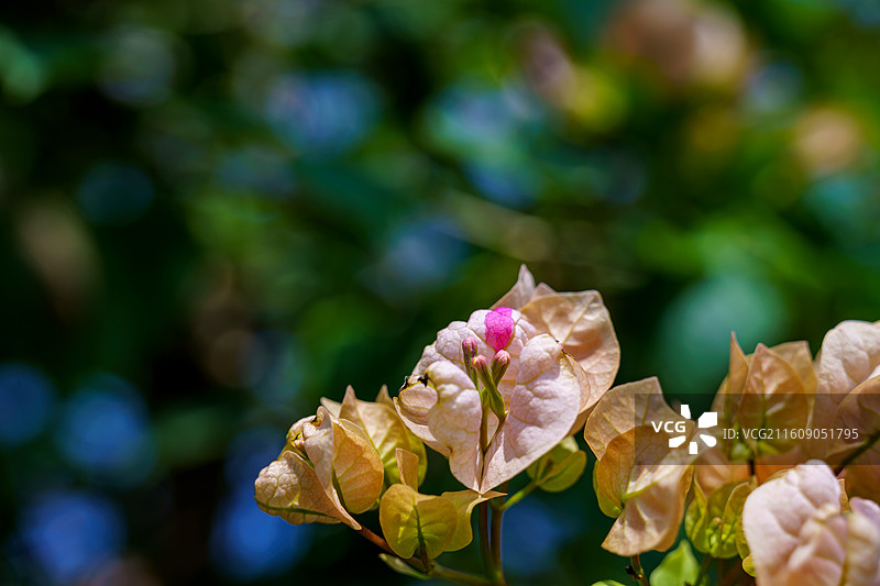 红色橙色混杂的三角梅图片素材