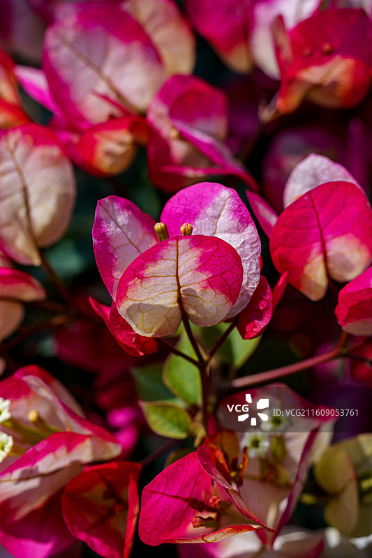 红色橙色混杂的三角梅图片素材