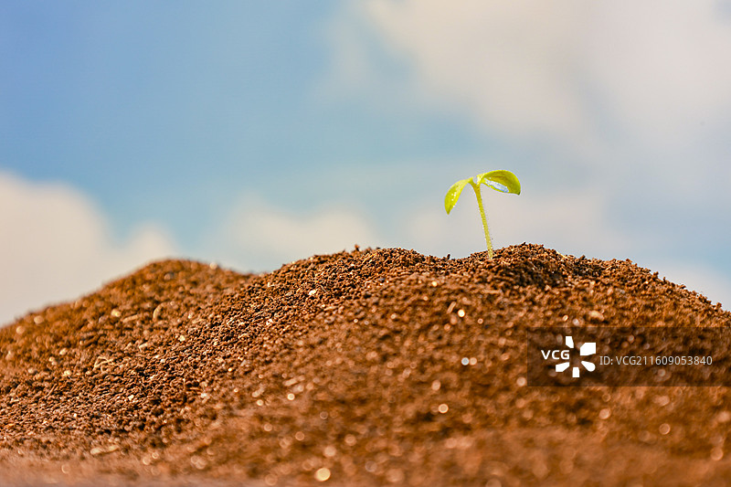 春天从土壤中长出的种子绿芽嫩芽破土生长图片素材