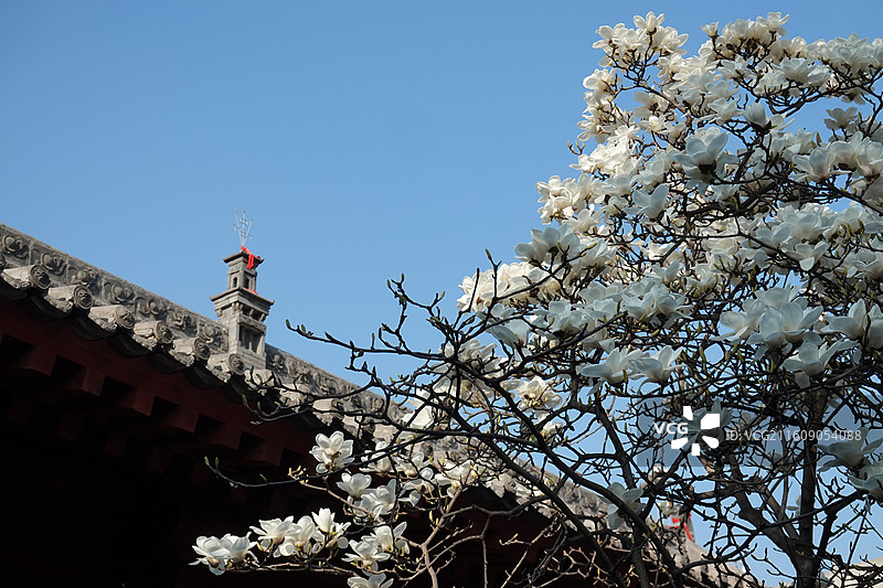 陕西省西安市碑林区长乐坊敕建万寿八仙宫八仙庵：白玉兰花开图片素材