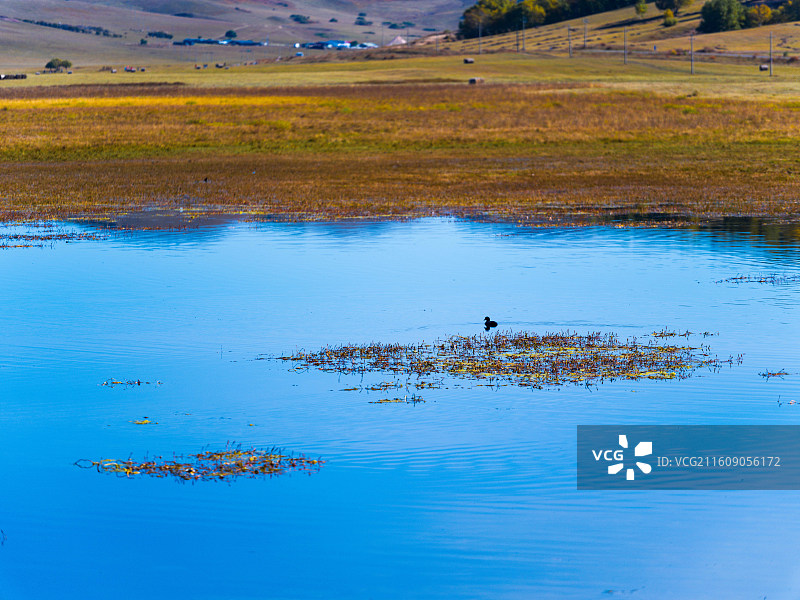 金秋乌兰布统图片素材