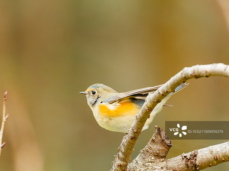 红胁蓝尾鸲（杭州植物园）图片素材