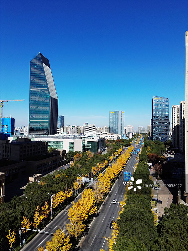 上海奉贤新城城市风光，银杏大道，望园南路图片素材