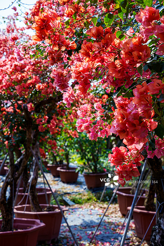 色彩缤纷的三角梅图片图片素材